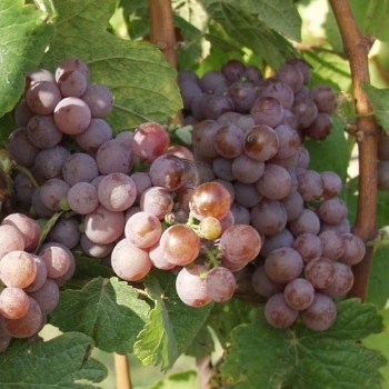 Bijelo vino Palava 2023 - selekcija grožđa ZD Sedlec