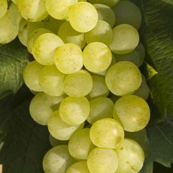 Fehérbor Bouvier's szőlő 2023 - késői szüretelés a ZD Sedlec